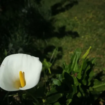 Il Melograno Dolceacqua